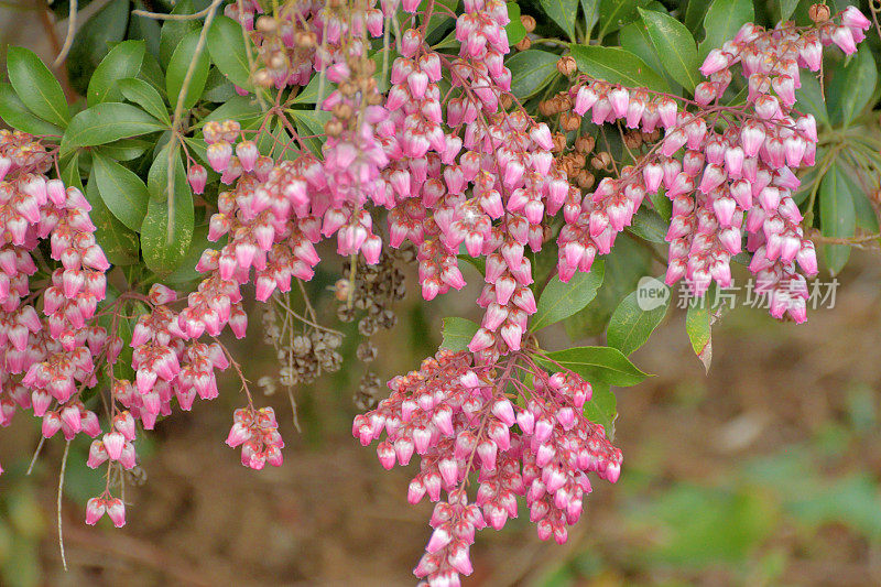 Pieris japonica /日本仙女座花